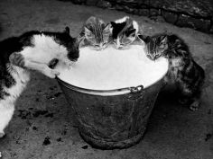 kittens slurping from a pail of milk
