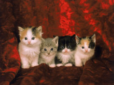 kittens