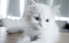kitty blue