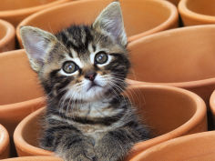 kitty cat