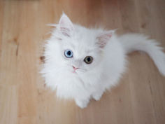 kitty ii