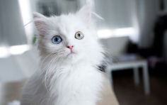 kitty iii