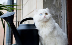 kitty iv