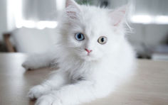 kitty