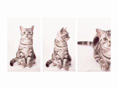 kittys approach triptych