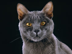 korat male portrait
