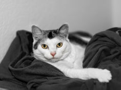 lady eule