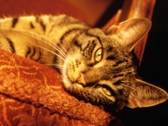 lazy cat on the sofa