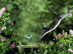 leaping at coal tit on bird bath