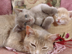 lilac tortoiseshell mother with cream and blue kittens