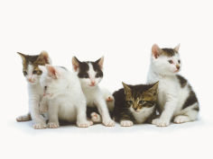 litter of kittens