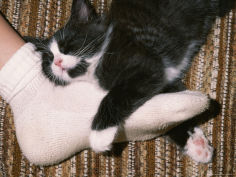 long haired domestic cat sleeping