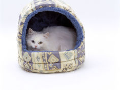 longhaired white in igloo bed