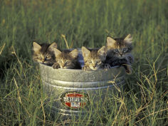 maine coon and tabby kittens florida usa