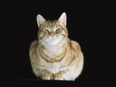 male ginger domestic cat looking smug