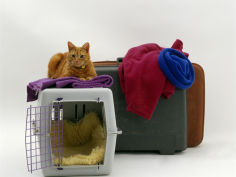 marmalade domestic cat with pet transporter carrier and suitcases