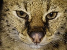 meouw