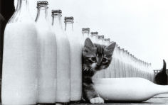 milky paradise