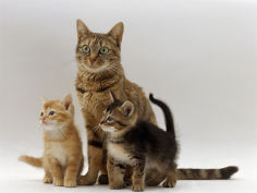 mother cat with two of her 6 week kittens