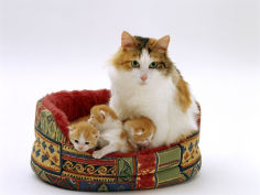 mother with kittens in basket