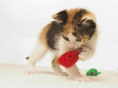 multicolored kitten playing with toy