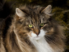 norwegian forest cat portrait