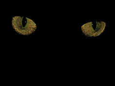 observer
