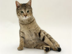 oestrus female tabby rolling on heat