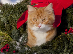 orange cat in evergreen boughs