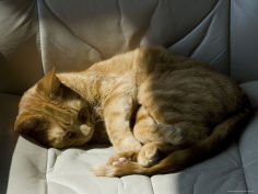orange tabby cat sleeping on a chair in the sun
