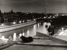 paris cats at night