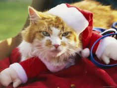 pet cat dressed as santa claus during a halloween celebration