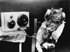 pet radio