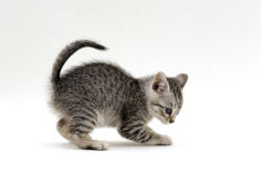 playful 7 week silver spotted kitten