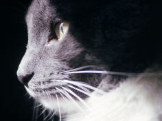 portrait of a cat