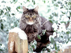 portrait of cat on fence in snow