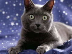 portrait of grey cat on starry material