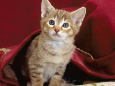 portrait of oriental brown spotted tabby kitten under red velours curtain