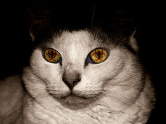 radioactive cat
