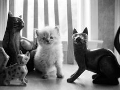 ragdoll kitten bw