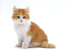 red bicolour kitten sitting