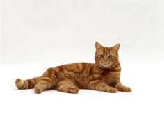 red tabby male lying down
