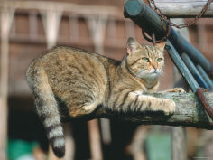 reinhard domestic cat