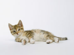 relaxed kitten