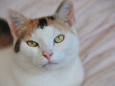 schmusekatze