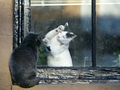 separated by a pane of glass a white cat tries to play with a black cat