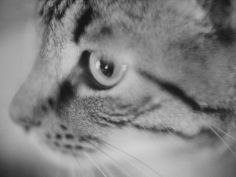 side of cats face