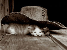 siesta