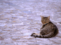 silver cat in street lipari sicily italy