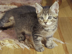silver tabby kitten